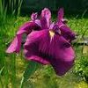 Iris T.