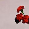 Rosa Juliana