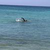 Palm Beach Aruba, Aruba
