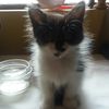Josselyn Angeles
