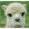 No Drama Llama 🐐
