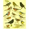 Birds Dilek