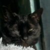 Sydney Quinones-sonnier
