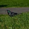 Sherdon Green