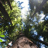 Big Basin Redwoods State Park, California, United States