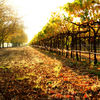 Napa, California, United States