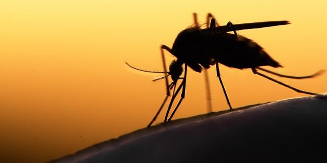 CV Complications of Malaria Rare but Portend Poor Prognosis