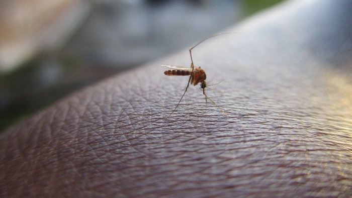 Especialista D Dicas De Como Afastar Moscas E Mosquitos No Calor