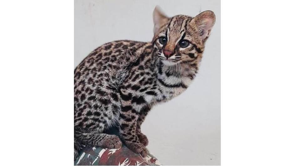 Filhote de gatodomato pequeno é novo