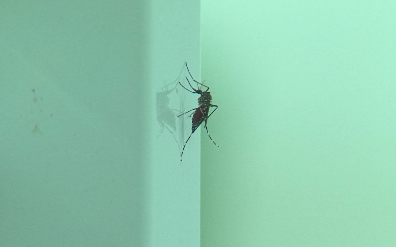 Gesundheit warnt vor der Ausbreitung von Dengue-Mücken während der Schulferien