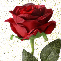 Bravo Rose