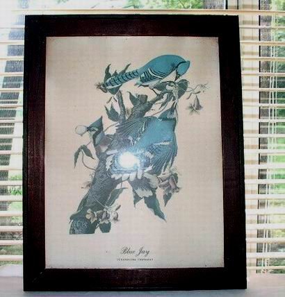 Blue Jay Picture in Old Black Wood Frame