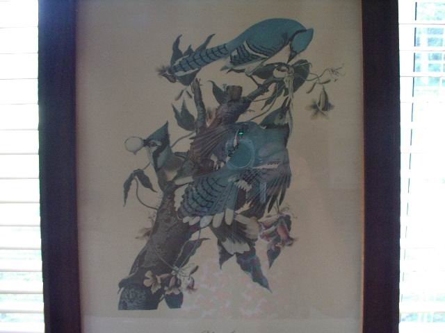 Blue Jay Picture in Old Black Wood Frame