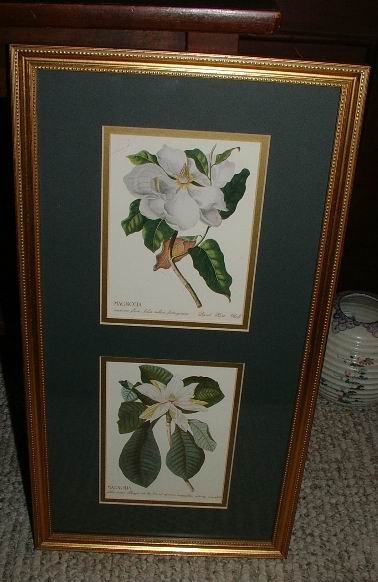 Magnolia Prints in 21