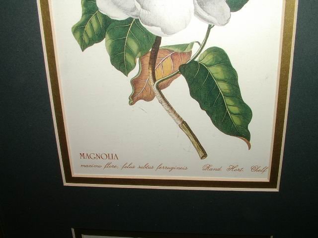 Magnolia Prints in 21