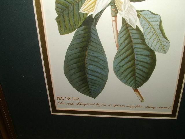 Magnolia Prints in 21