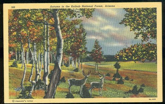 Vintage Postcard of Mule Deer in Autumn in Kaibab National Forest, Arizona