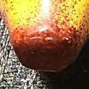 Vintage Banana Limoges Trinket Box Parry Vieille Signed