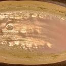 Vintage Beauce #493 Planter 1940s-50s Canada MCM