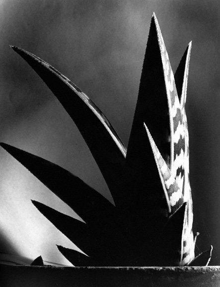 Imogen Cunningham: Aloe