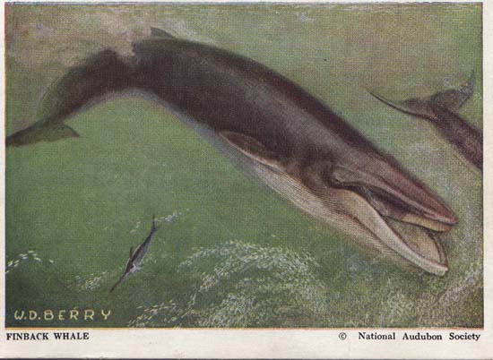 National Audubon Society Mammal Card Whale