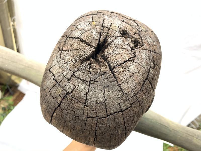 LARGE PATUNG POLISI 1570mm STATUE Dayak Tribal Figure Sculpture Authentic Borneo