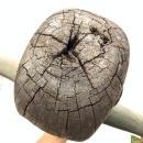 LARGE PATUNG POLISI 1570mm STATUE Dayak Tribal Figure Sculpture Authentic Borneo