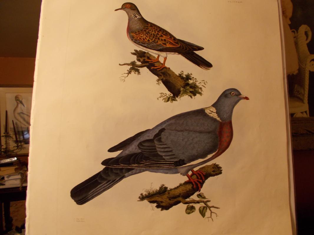 Ring Dove and Turtle Dove. Original hand colored copper plate engraved print signed by Prideaux John Selby (1788-1867). Second edition, c. 1840