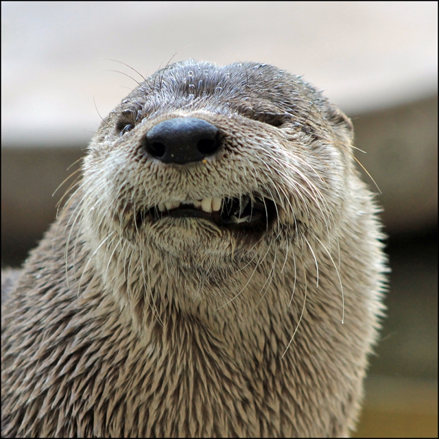 Does This Smell Fishy To You?