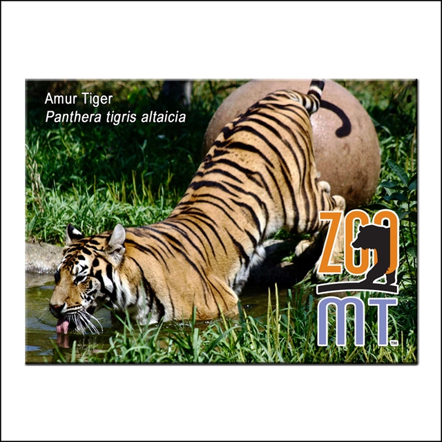 Amur Tiger Magnet