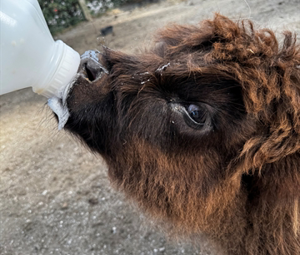 *Bottle Feeding Experience