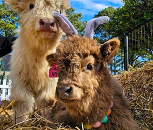 2 Cow Cuddling Cowbana