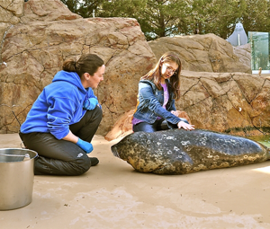 Seal Encounter