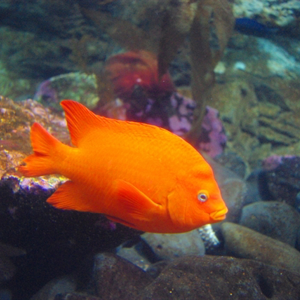 Aquarium - Adult