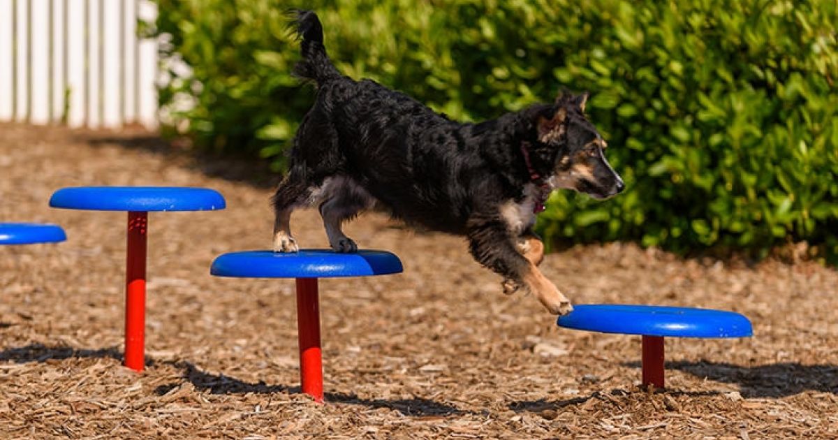 Unleashed Dog Park Design and Planning Tips PlayCore