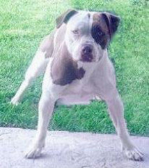 alapaha blue blood pitbull