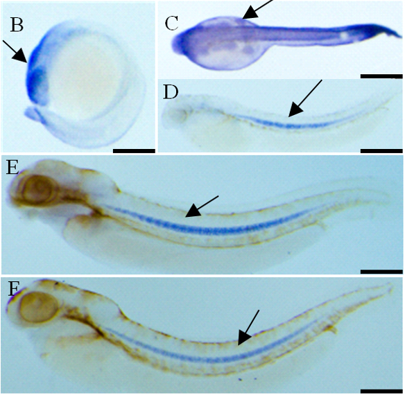 Yalangoch Arntgolts Yalangoch Arntgolts