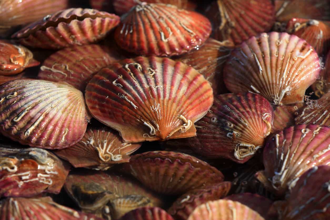 scallops_istock_1976701687.