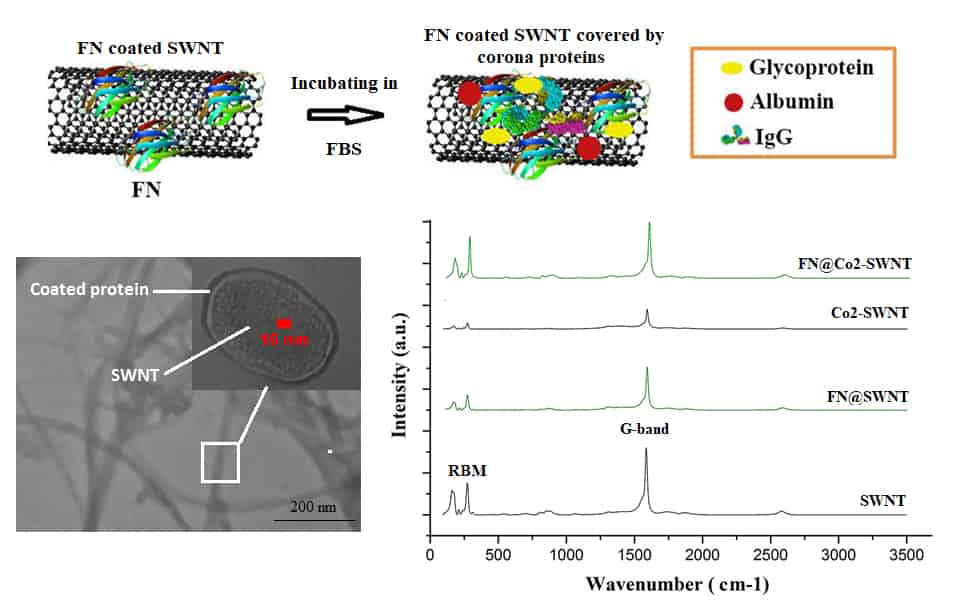 The Effect of Fibronectin Coating on Protein Corona Structure and
