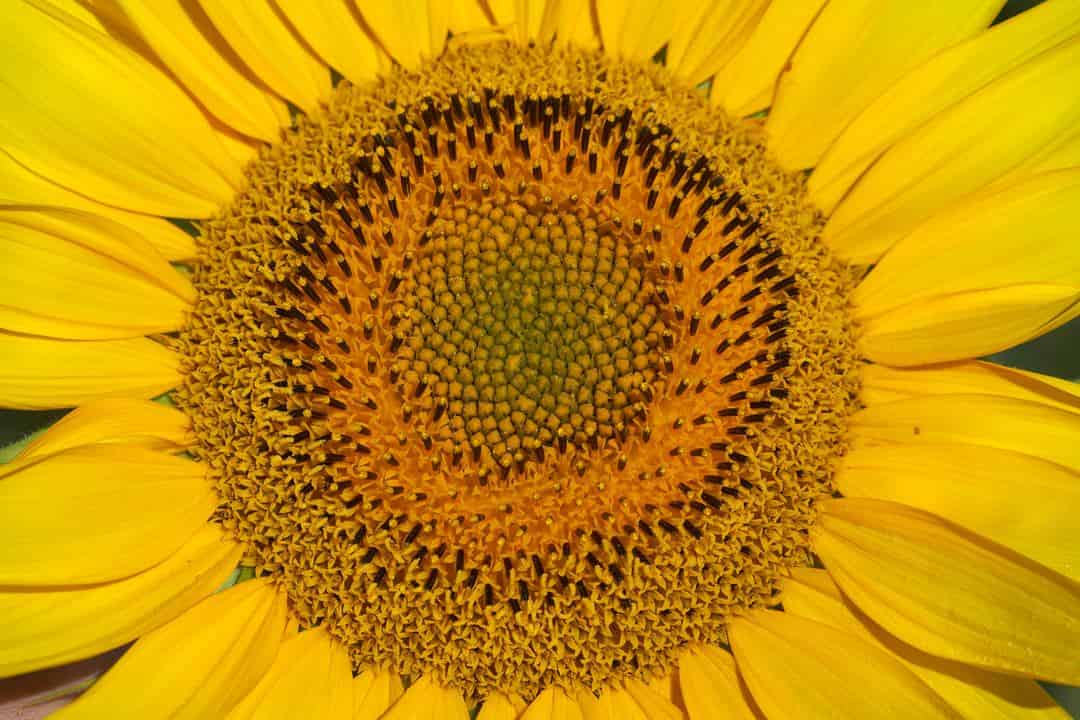 Coding for Sunflowers Published in Discrete Analysis