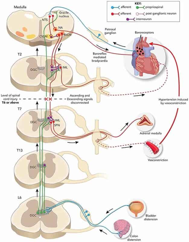 裁断済　脊椎脊髄病学 = PRINCIPLES OF SPINAL DISOR m3電子書籍 | 脊椎脊髄病学 第2版