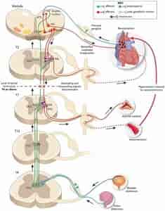 健康・医学 Spinal control Anesthesia considerations in spinal cord injury patients: An