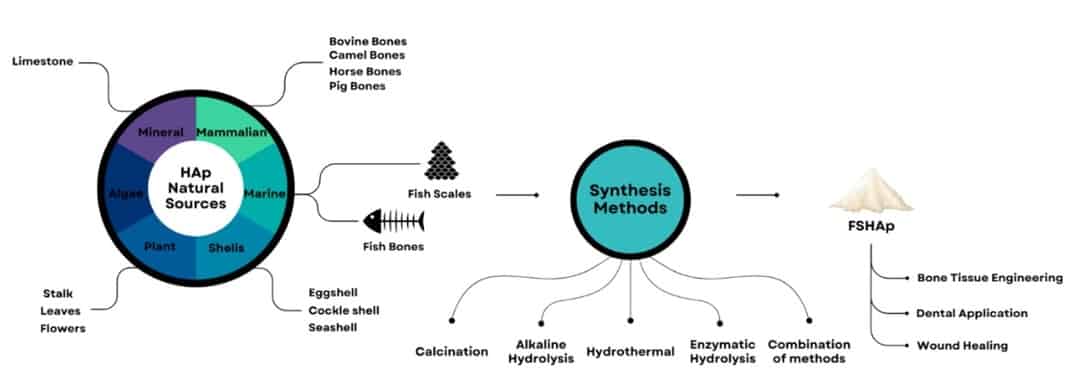 Ceramic Hydroxyapatite Derived from Fish Scales in Biomedical ...