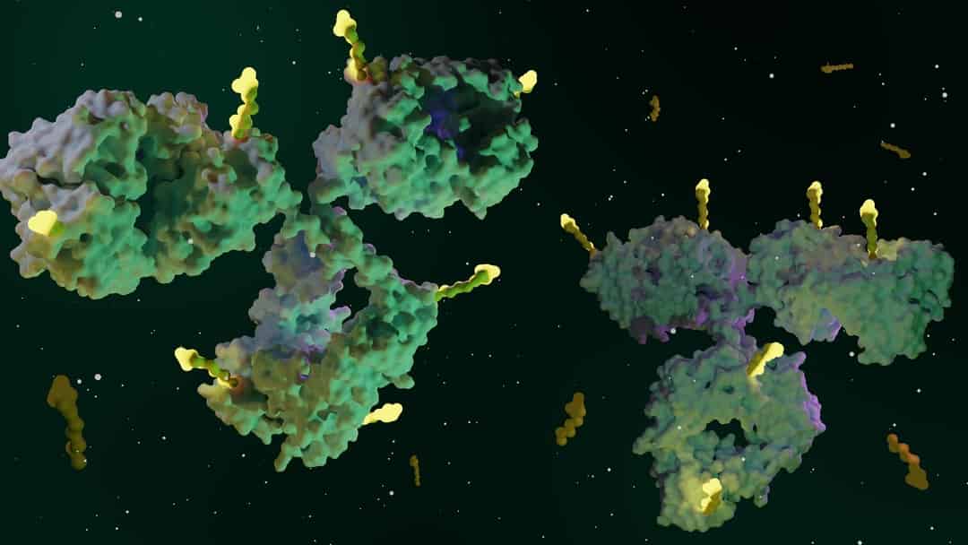 Antibody-Drug Conjugates in Cancer | Published in healthbook TIMES ...