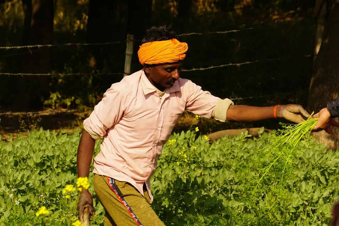 Changing patterns of Jhum cultivation in Tripura, India and their ...