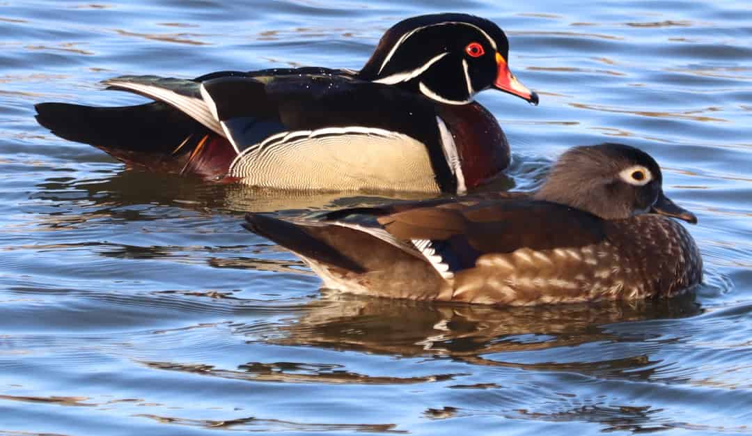 The Complete Genome Sequences of 29 Species of Ducks (Anatidae ...