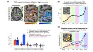 fMRI 原理と実践 thumbnail_figure3.jpeg?1728656797