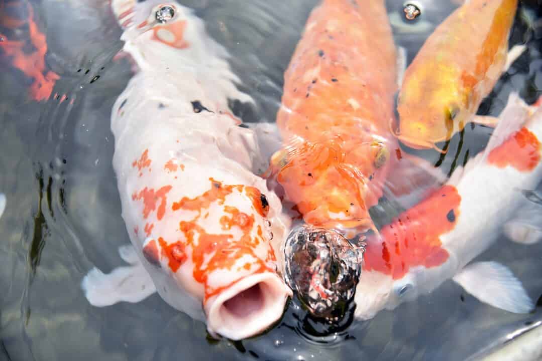 The first report of carp edema virus disease in Bosnia and Herzegovina ...
