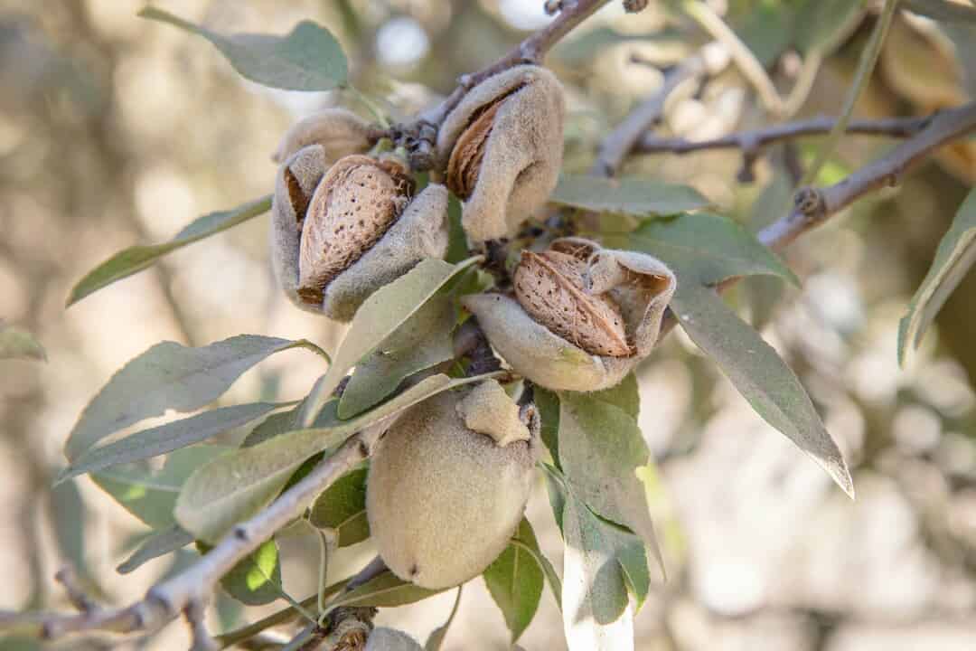 Visual ID guide from UC aids in managing new almond pests | Published ...