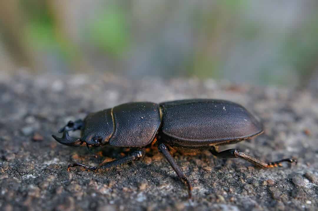 Comparison of the Diversity of Ground Beetle (Coleoptera: Carabidae ...